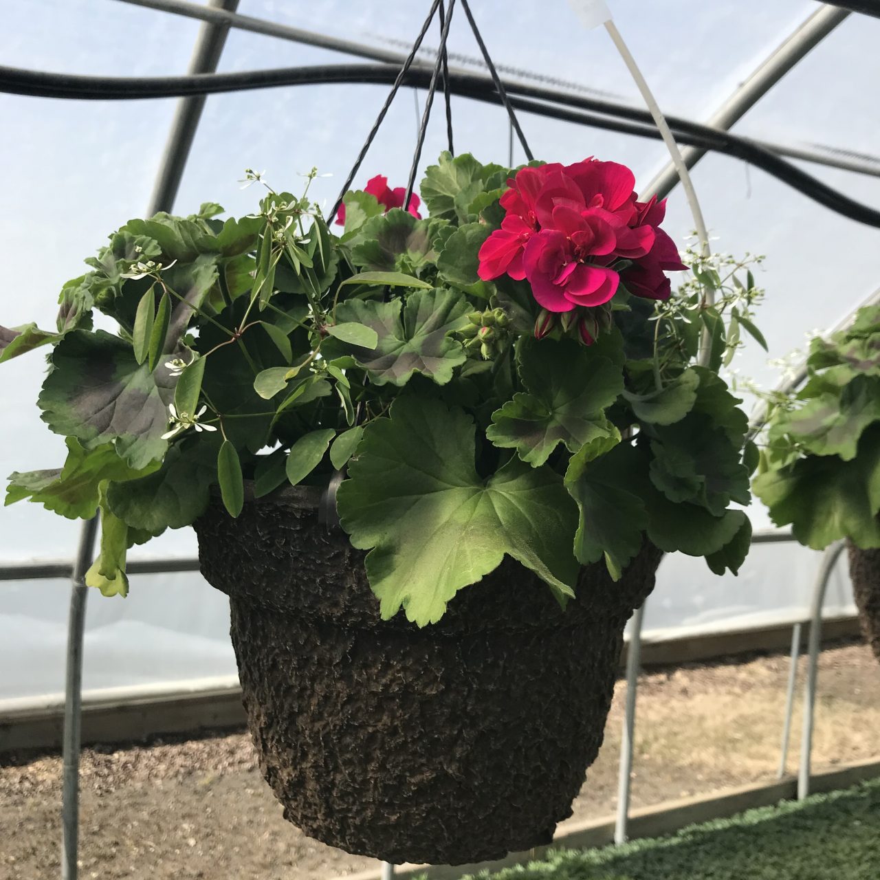 the ultimate guide to growing geraniums - gardening with sharon