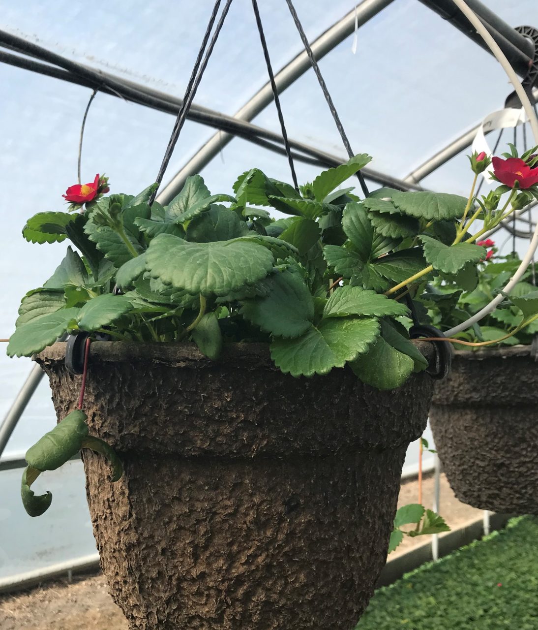 the secret to growing great strawberries in planters and hanging baskets gardening with sharon best plants for