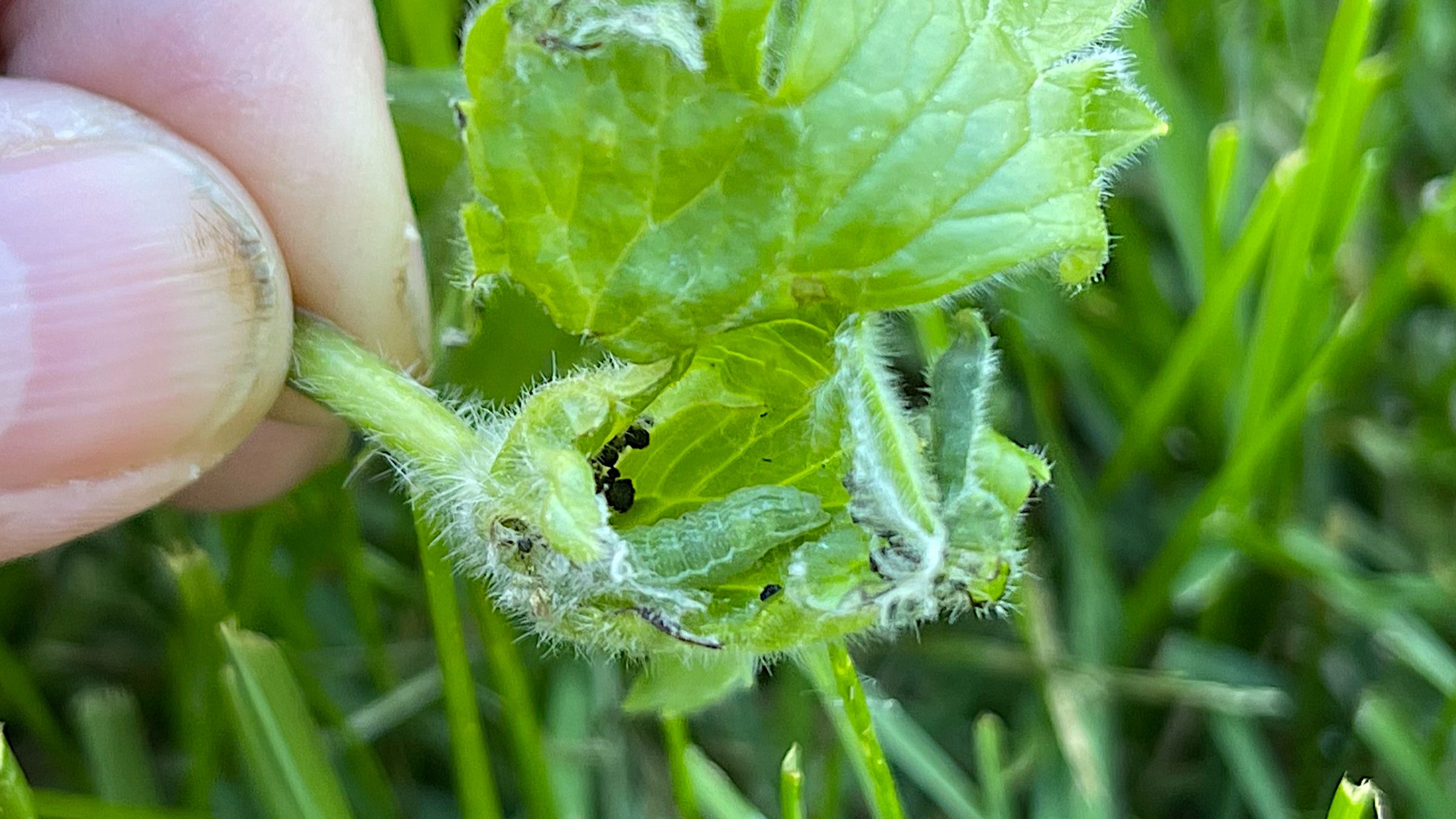 What Garden Pest Eats Delphinium? Unveil the Culprit!