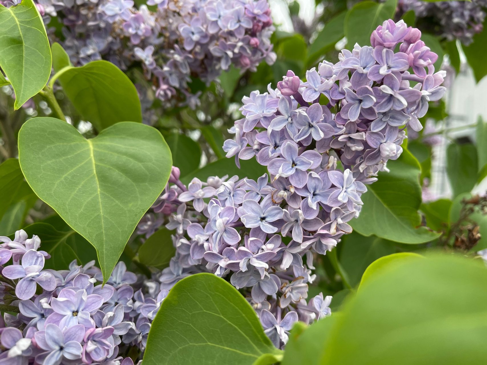 Pretty Lilacs for Small Gardens: Fragrant Blooms in Limited Space
