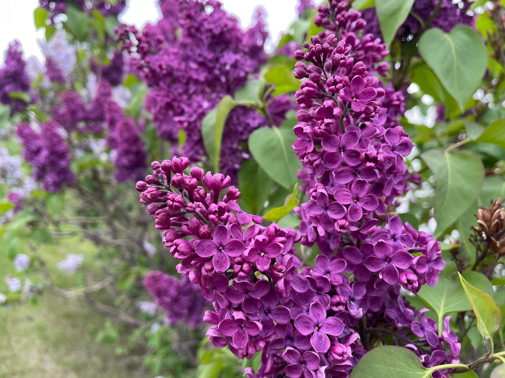 How to Grow Great Lilacs in Zone 3: Fragrance, Beauty & So Much More ...