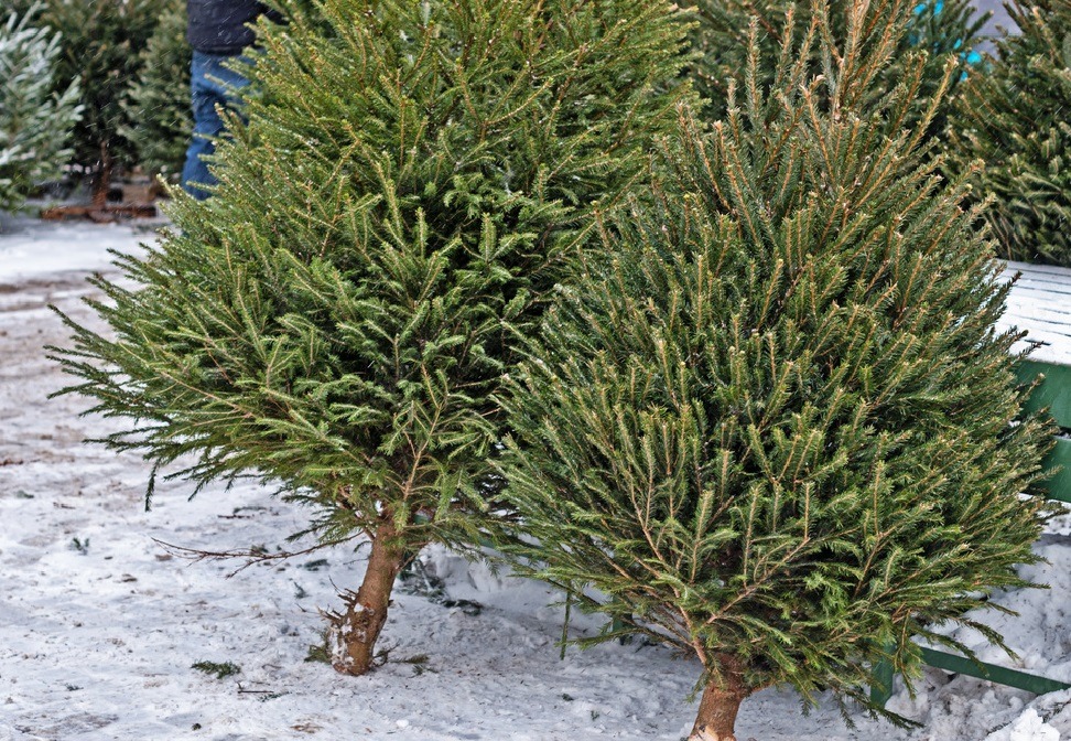 Christmas trees waiting to be chosen