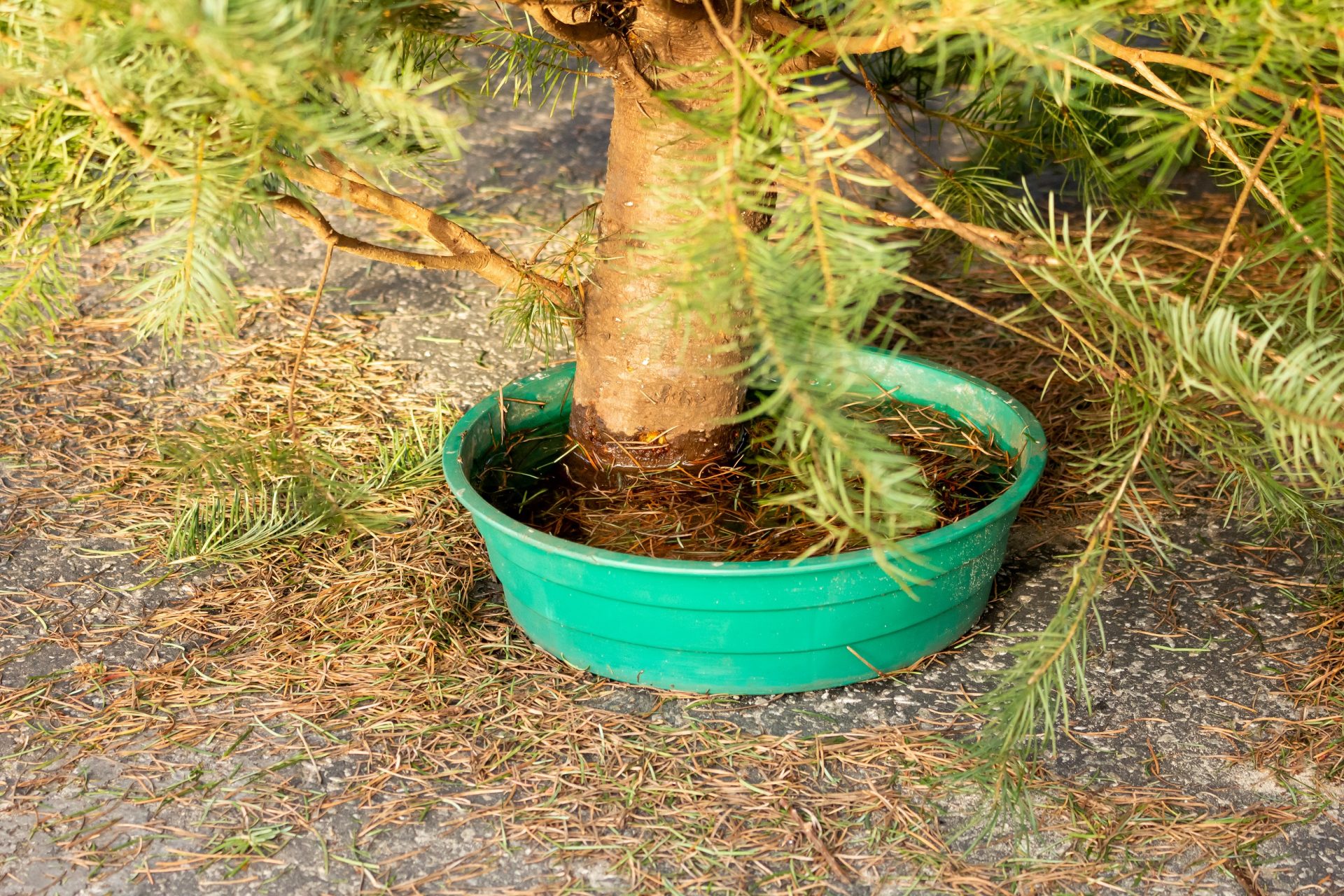 tree in water bowl