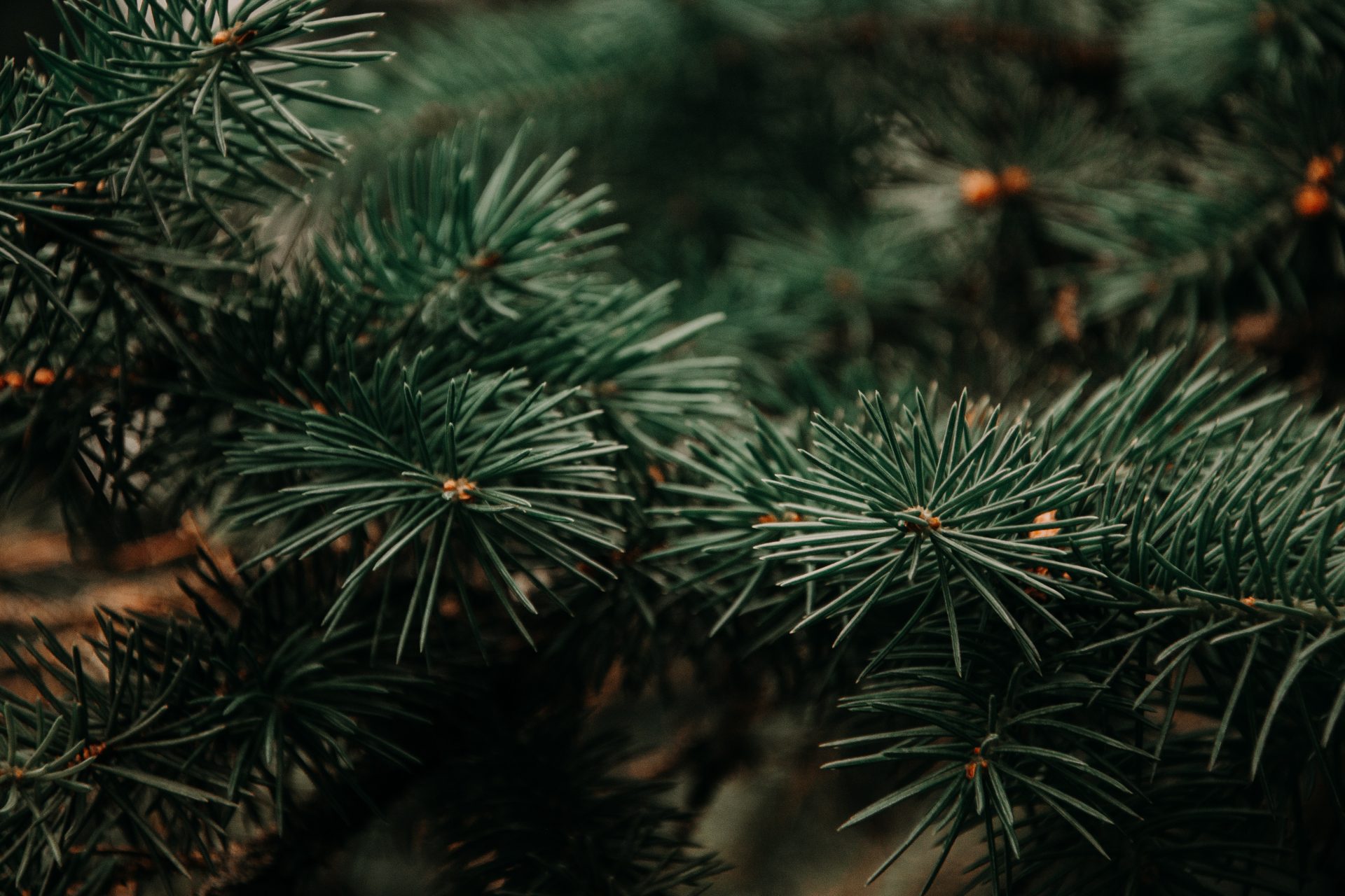 How to Select, Use, and Care for Live Christmas Greenery - Gardening With  Sharon