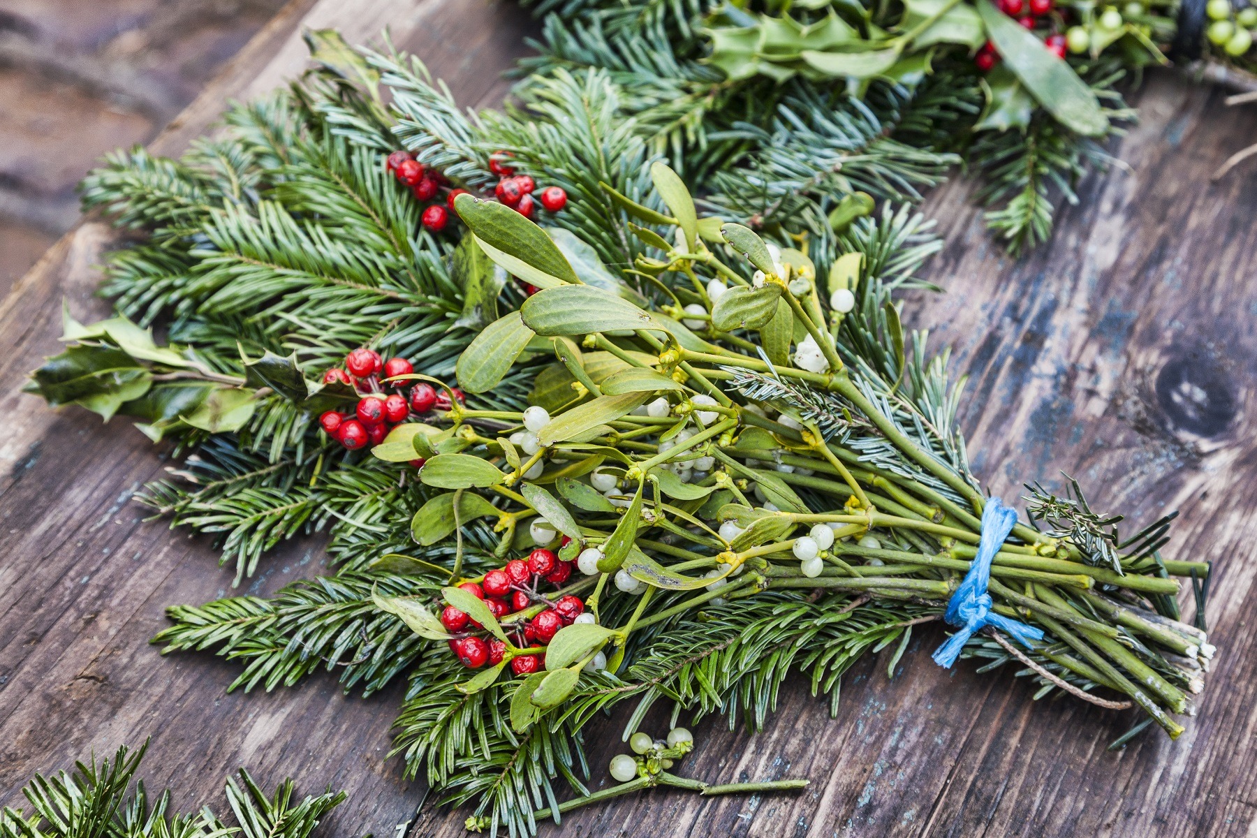 How to Select, Use, and Care for Live Christmas Greenery - Gardening With  Sharon