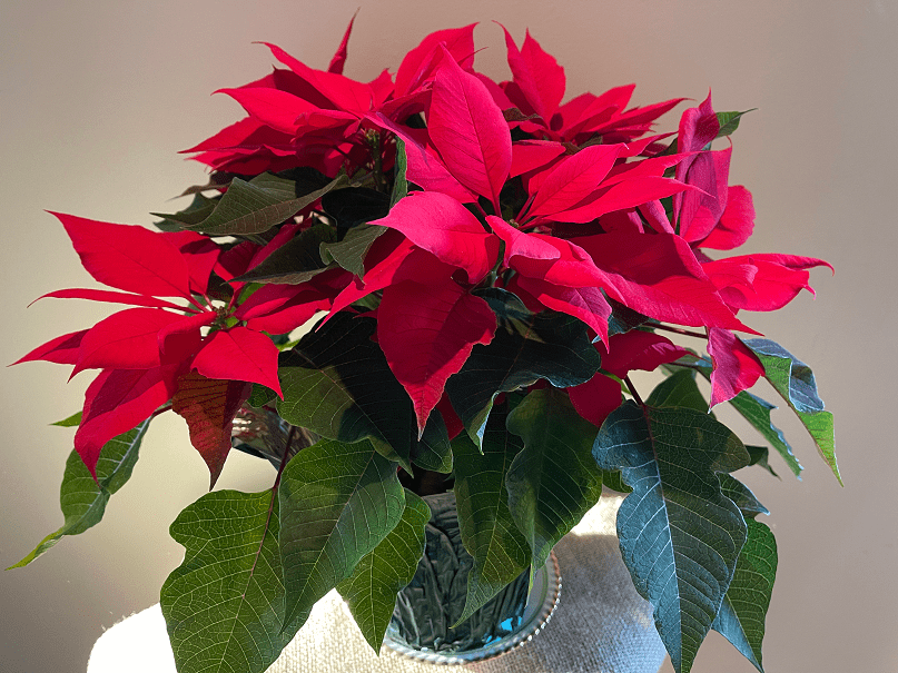 How to Select, Use, and Care for Live Christmas Greenery