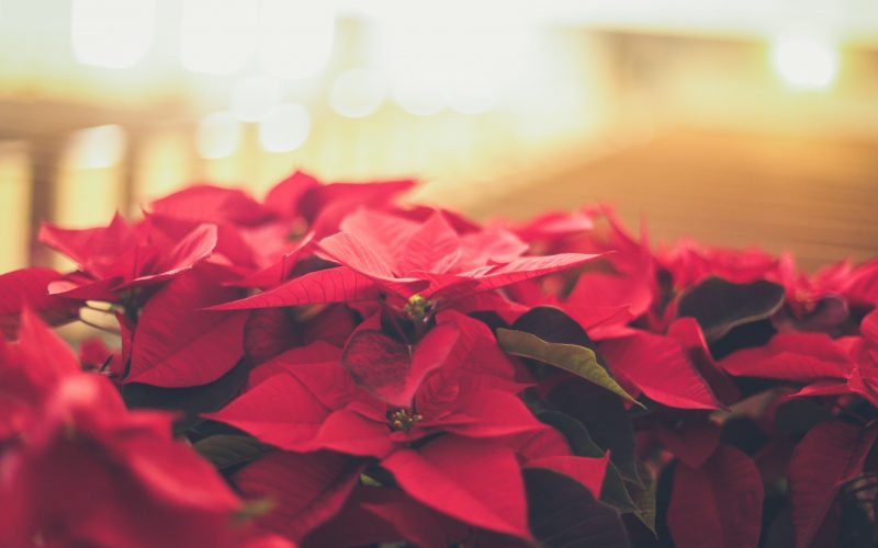 How to Get Your Poinsettia to Rebloom and Stay Beautiful Year-Round -  Gardening With Sharon