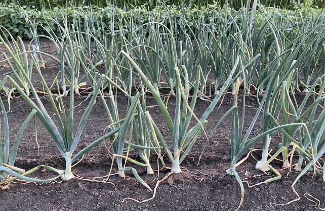 spring onions growing