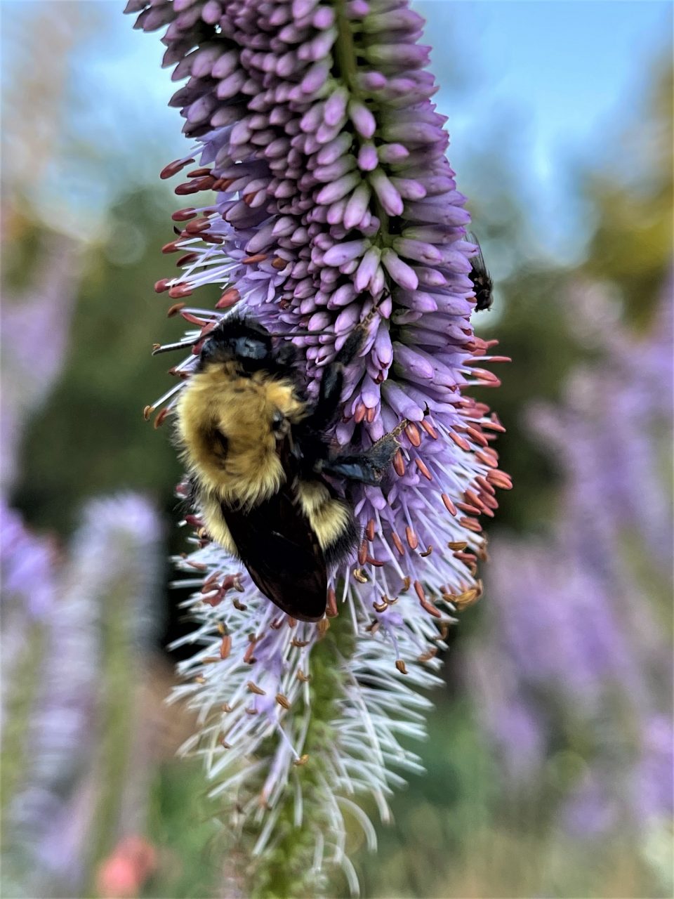 Veronicastrum is a bee magnet in the fall