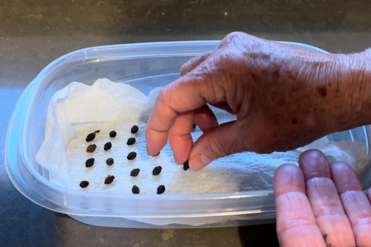 seed germination testing methods